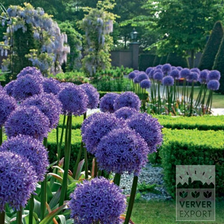 Allium (Zierlauch) 'Globemaster' (16007) – Bild 2