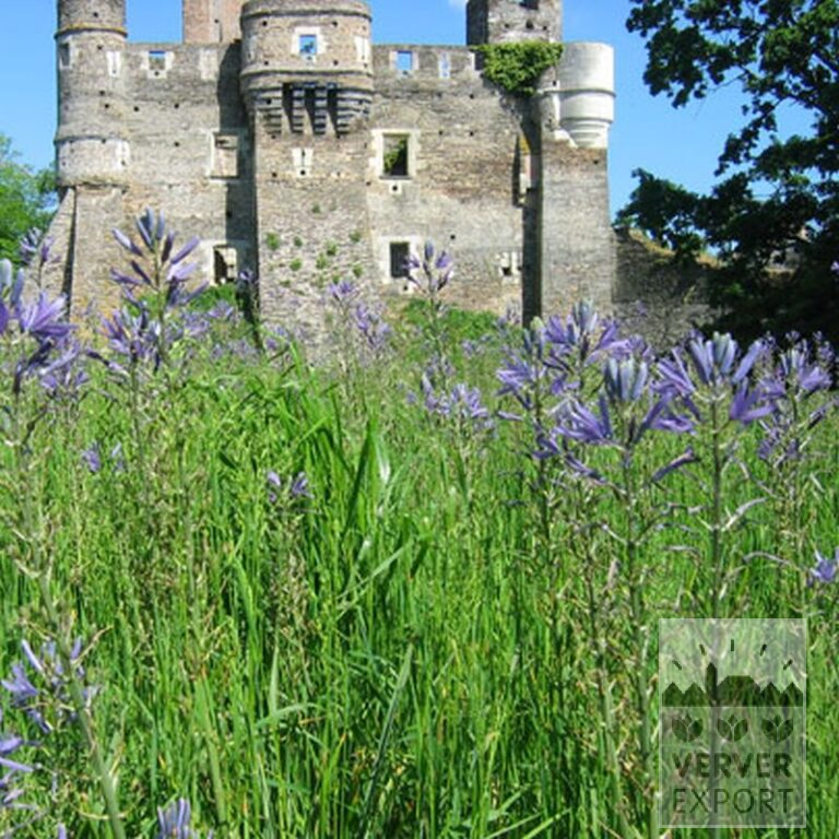 Camassia leichtlinii 'Caerulea' (16028) – Bild 2