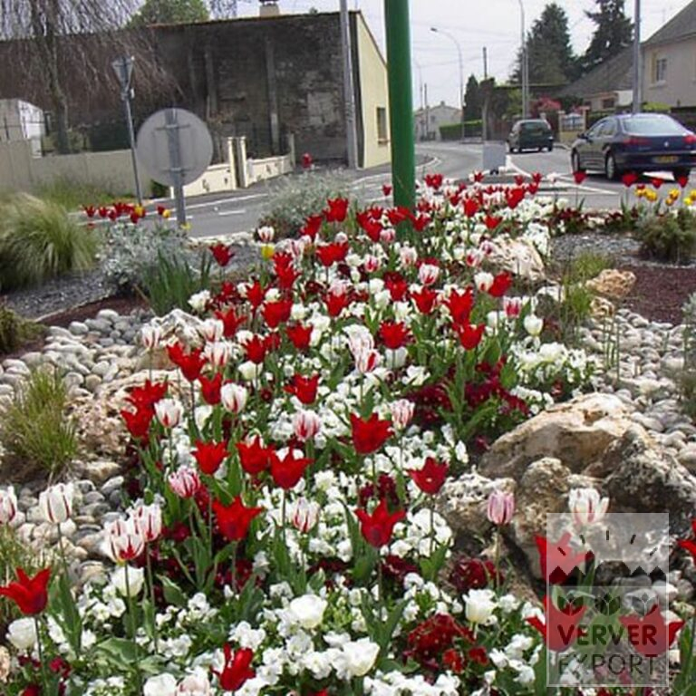 Mischungen Verver 'Ville de Beauvais' © (11062) – Bild 2