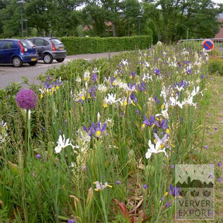 Höllandische Iris 'Blue Magic' (36063) – Bild 2