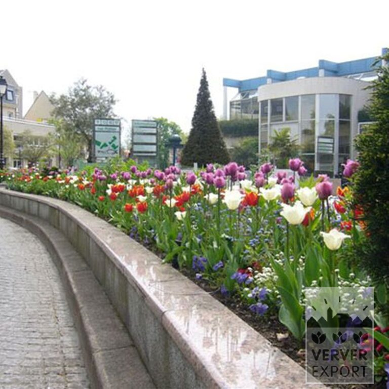 Tulpen 'Très Chic' (12384) – Bild 2