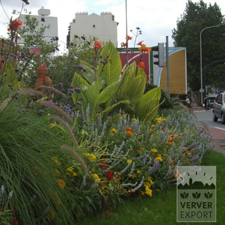 Canna Vorgetrieben 'Bengal Tiger' (29220) – Bild 2
