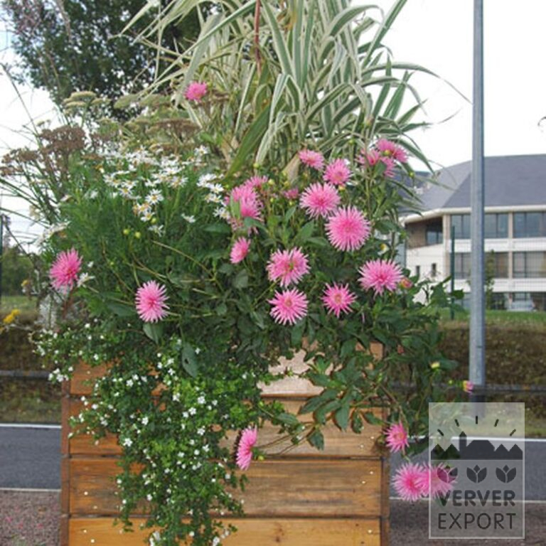 Dahlien 'Park Princess' (22022) – Bild 2