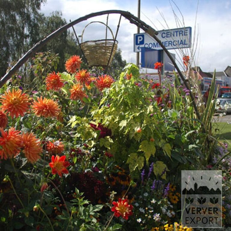 Dahlien 'Alstergruss' (22106) – Bild 2