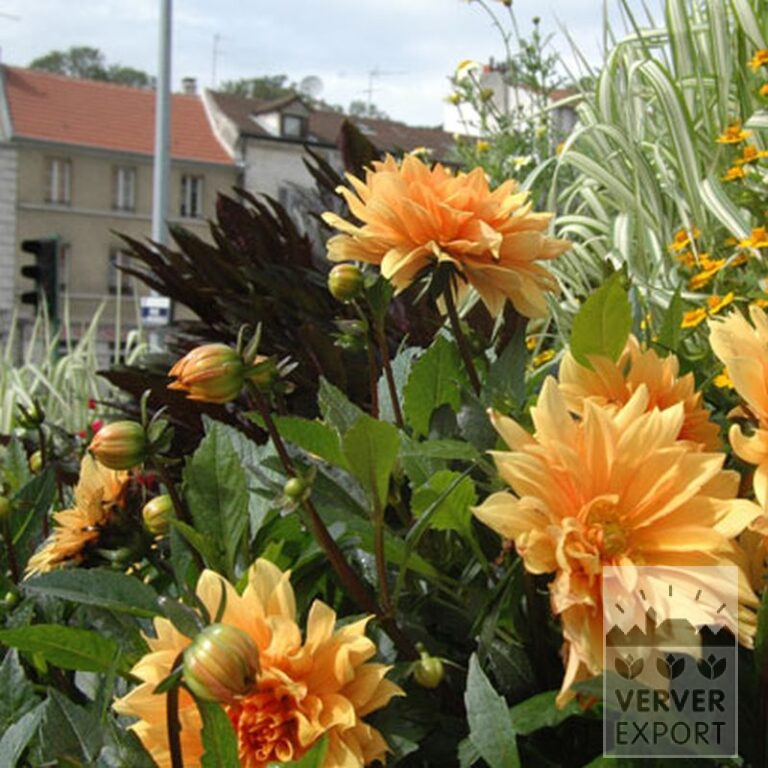Dahlien 'Glorie van Heemstede' (22078) – Bild 2