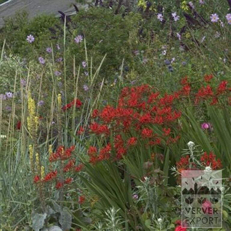 Crocosmia 'Lucifer' (29017) – Bild 4