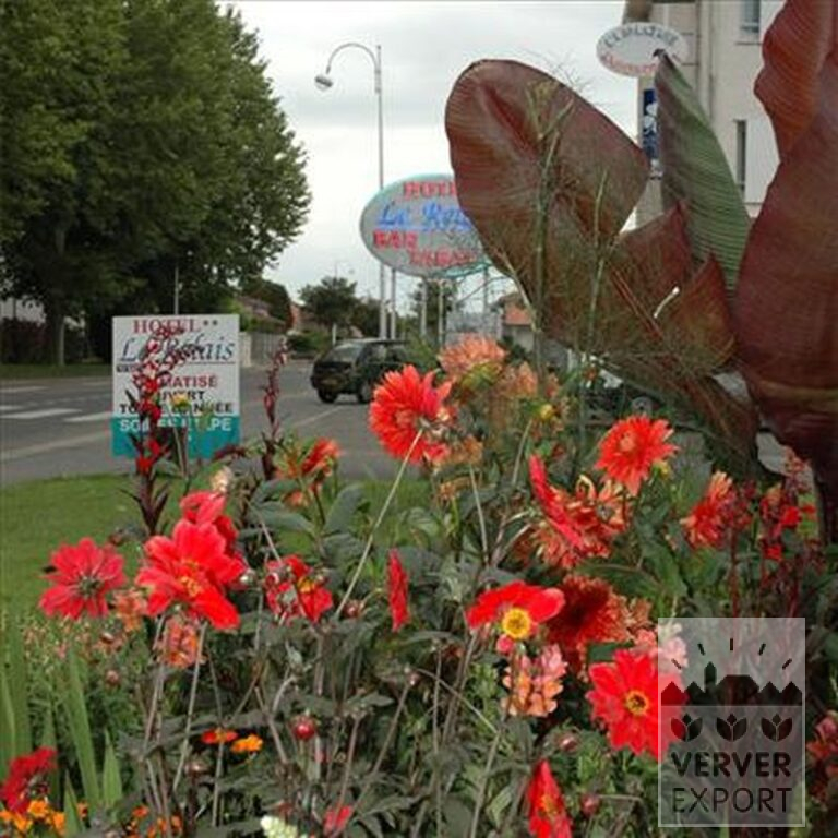 Dahlien 'Babylon' (22068) – Bild 2