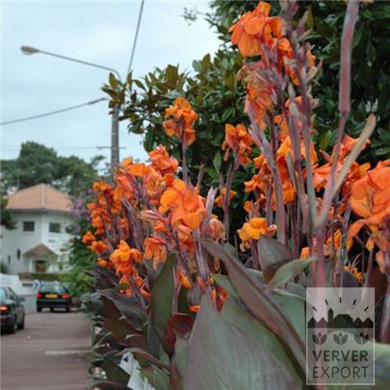 Canna 'Wyoming' (27017) – Bild 2