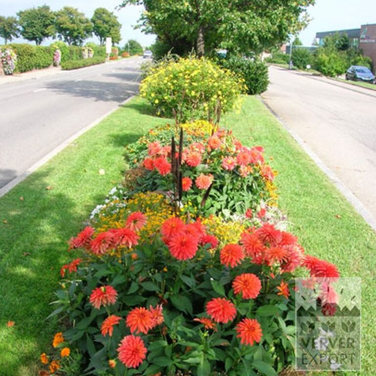 Dahlien 'Red Pigmy' (22024) – Bild 2