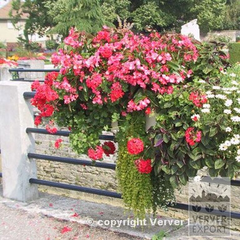 Begonien pendula Mischung (25007) – Bild 3