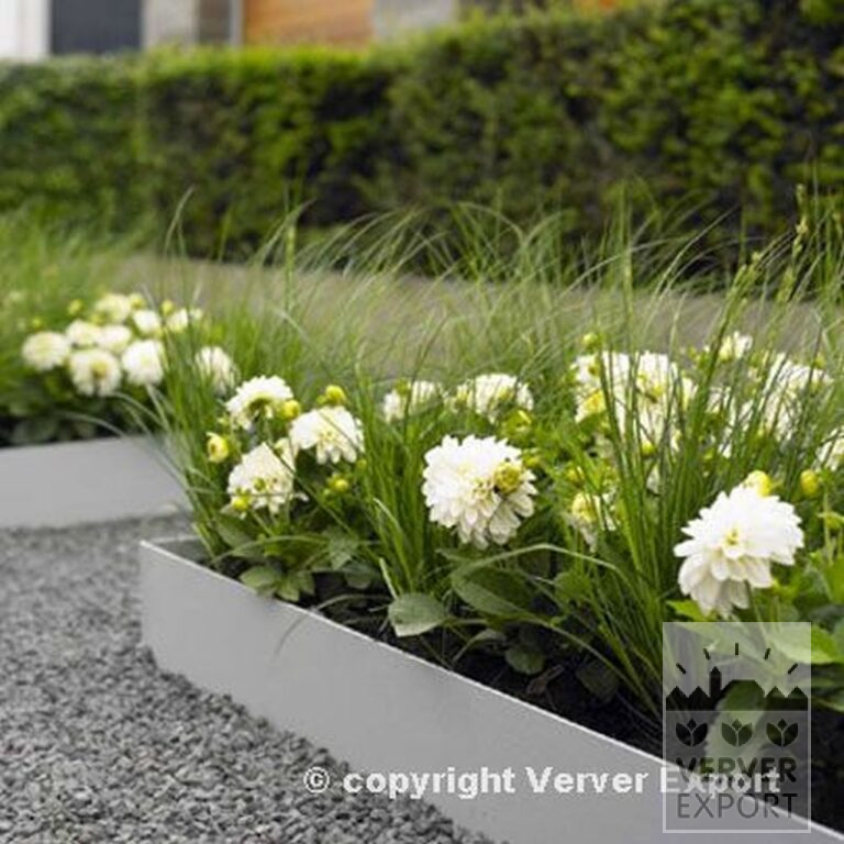 Dahlien 'Art Fair' (22145) – Bild 2