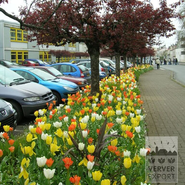 Mischungen Verver 'Ville d'Auxerre' © (11027) – Bild 6