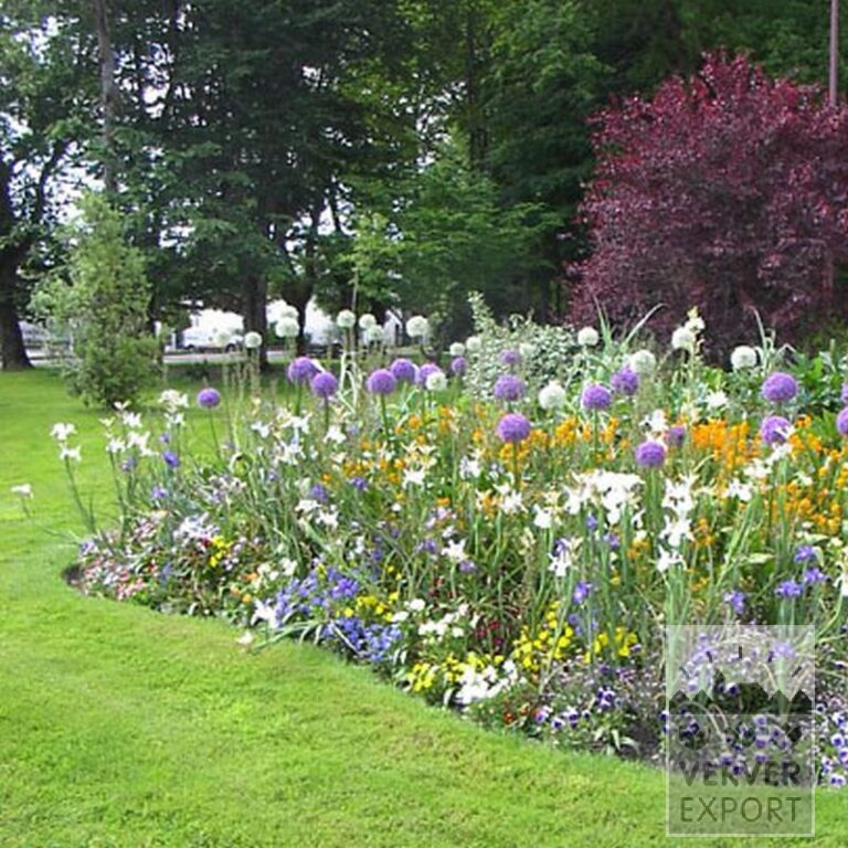Allium (Zierlauch) 'Mount Everest' (16011) – Bild 3