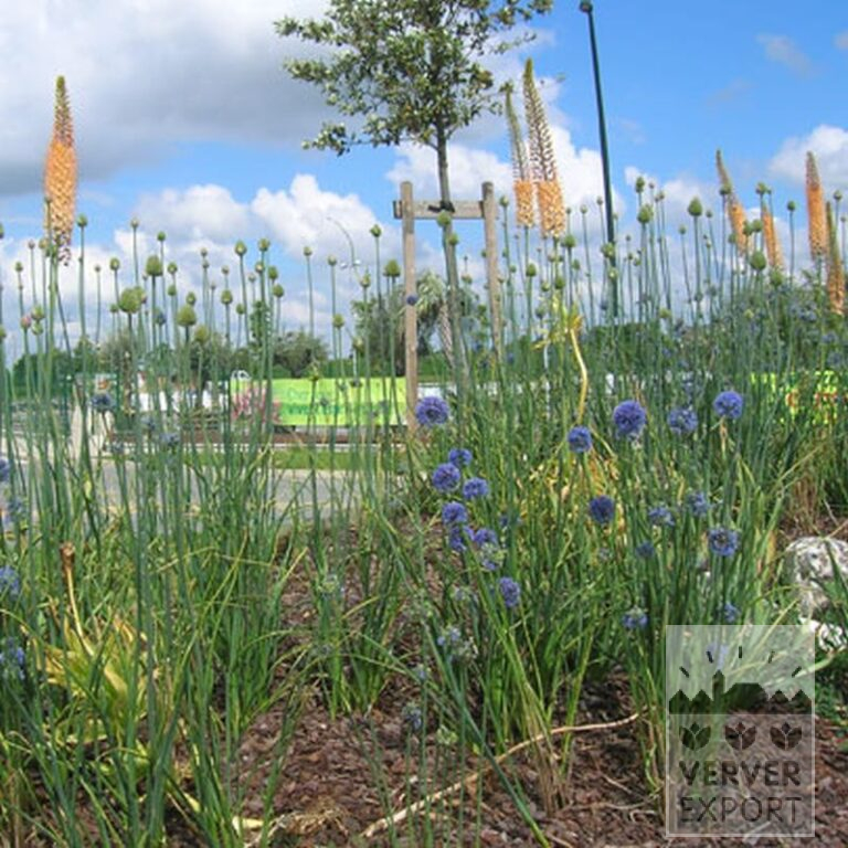 Eremurus ruyter 'Emmy Ro' (16044) – Bild 3