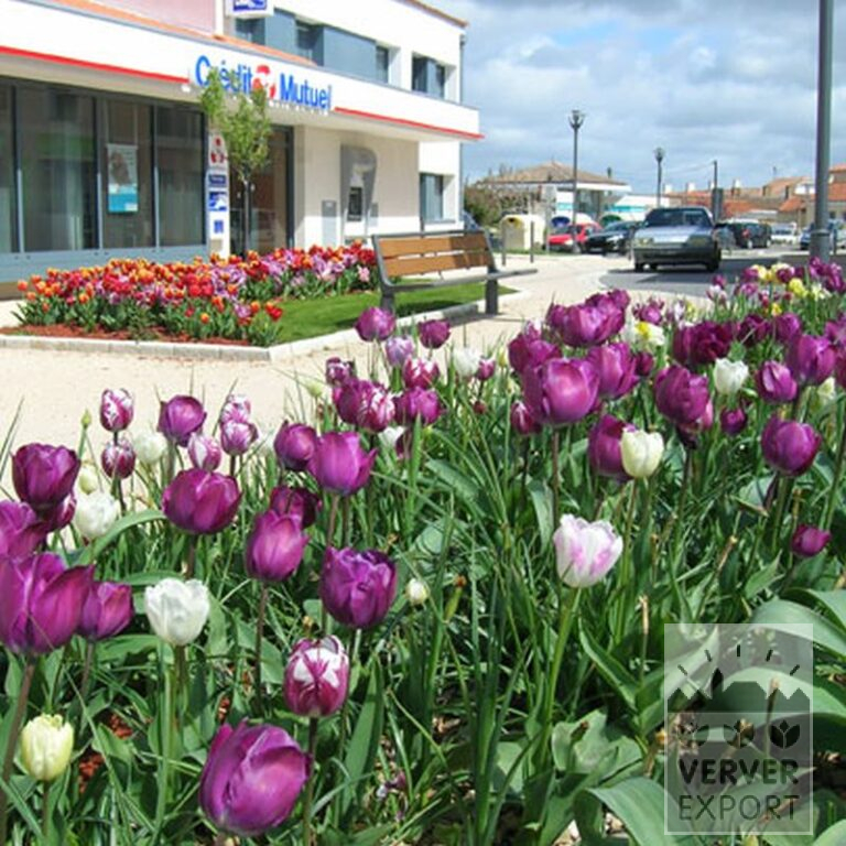Tulpen 'Rem's Favourite' (12379) – Bild 4