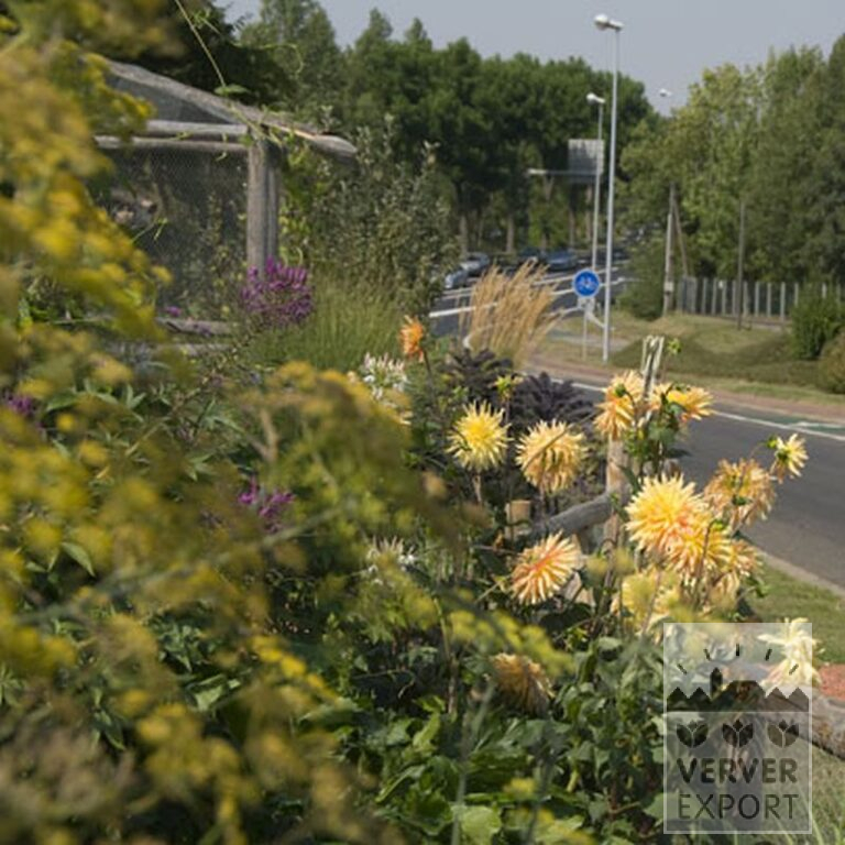 Dahlien 'Gold Crown' (22219) – Bild 2