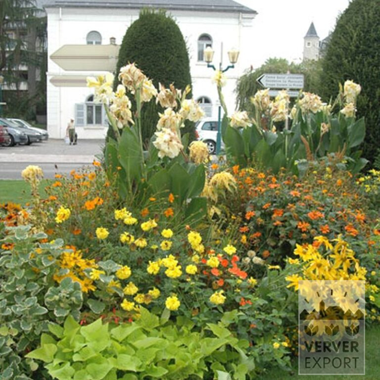 Canna Vorgetrieben 'Gran Canaria' (29193) – Bild 2