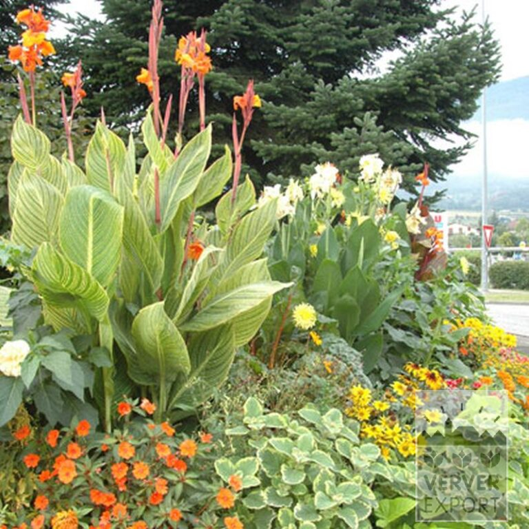 Canna Vorgetrieben 'Gran Canaria' (29193) – Bild 3