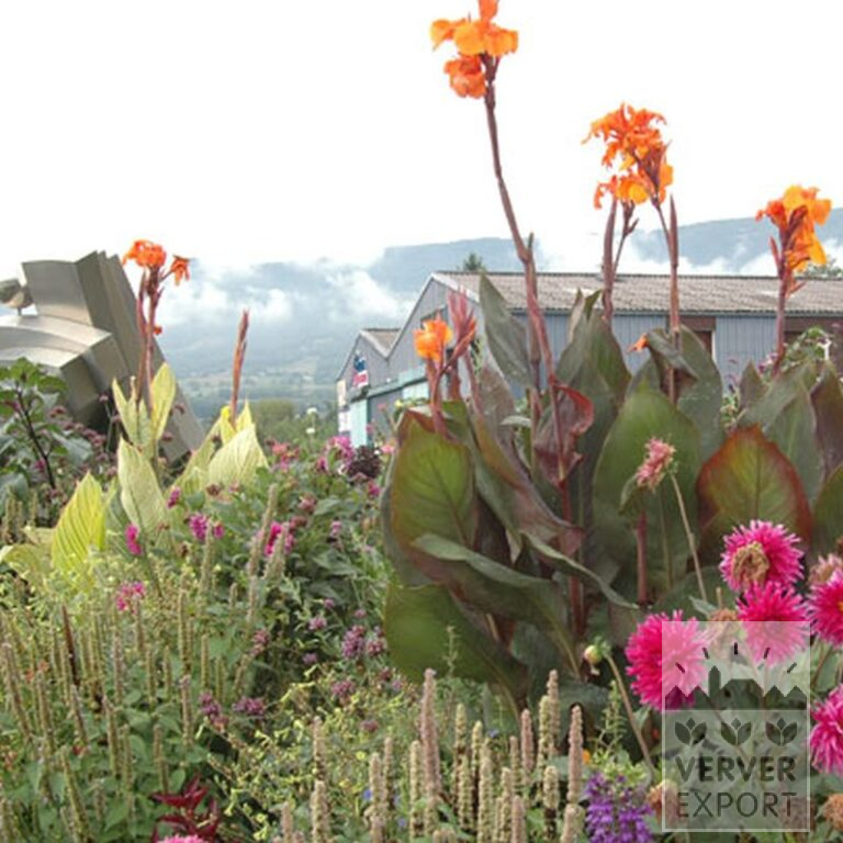 Canna 'Wyoming' (27017) – Bild 3