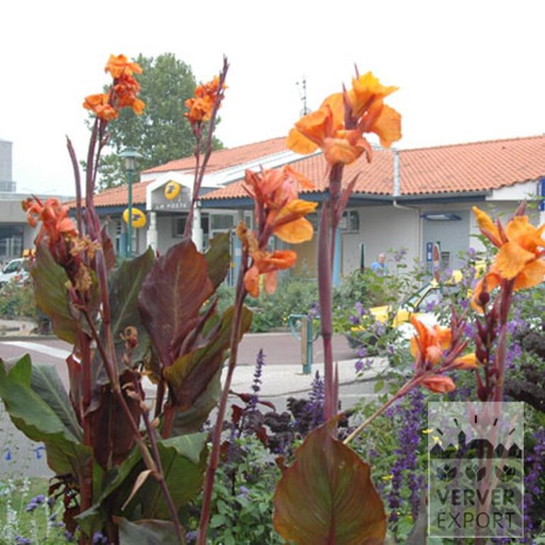 Canna 'Wyoming' (27017) – Bild 4
