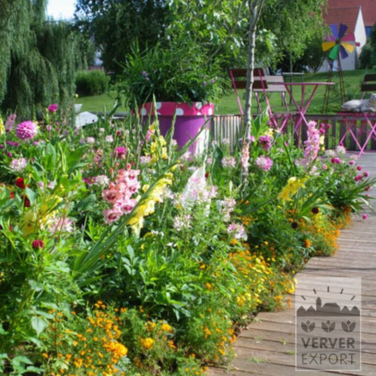 Gladiolus 'Nova Lux' (23008) – Bild 2