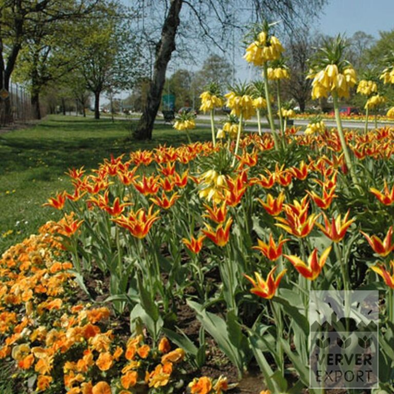 Tulpen 'Fly Away' (12188) – Bild 3