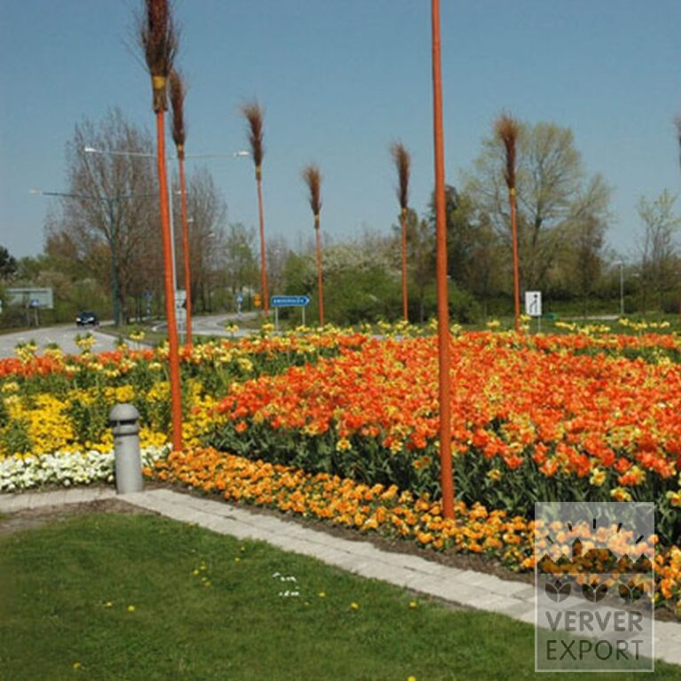 Mischungen Verver 'Ville de Riom' © (11154) – Bild 3