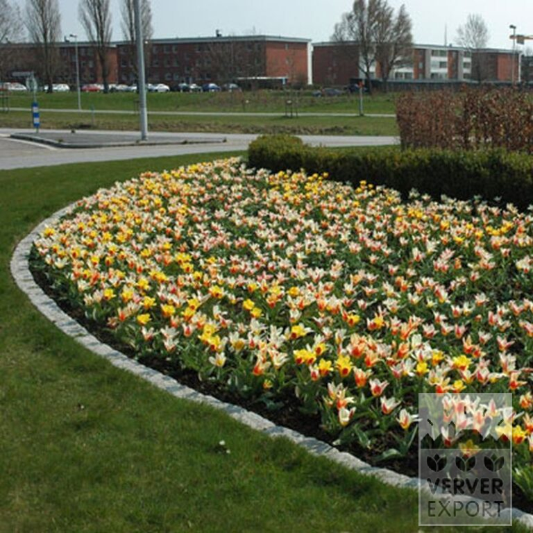 Mischungen Verver 'Xanthic Stars' © (11147) – Bild 2