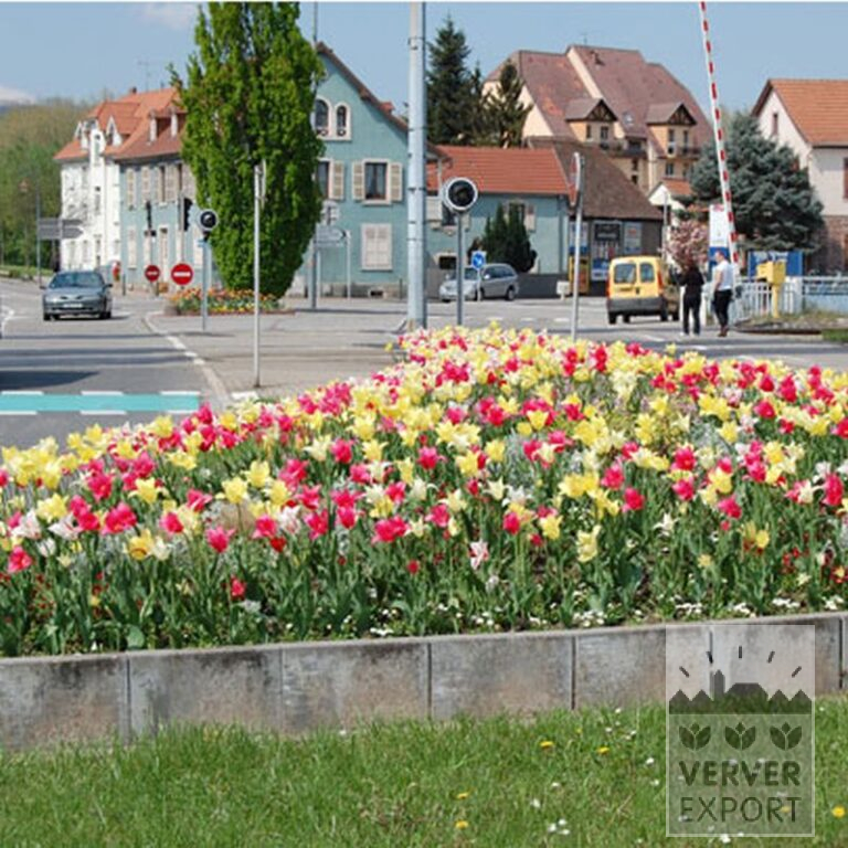 Tulpen 'Mariëtte' (12193) – Bild 7