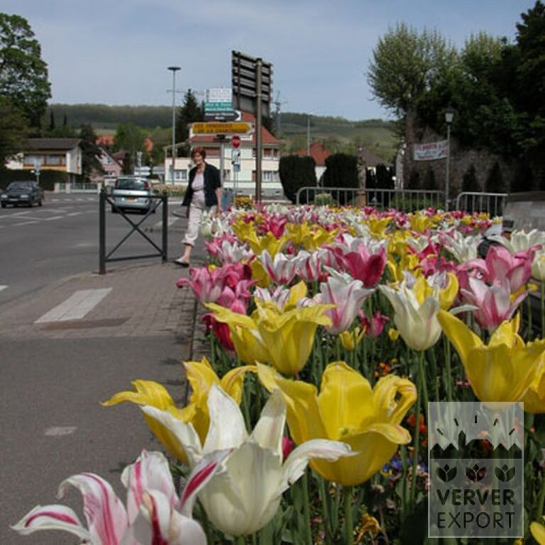 Tulpen 'Mariëtte' (12193) – Bild 8