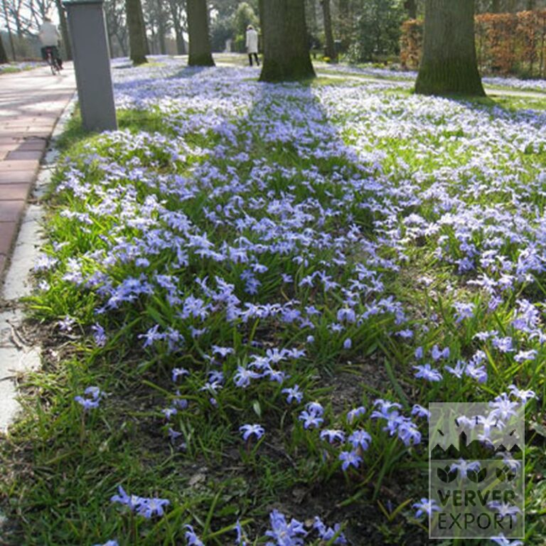 Chionodoxa sardensis (16033) – Bild 2