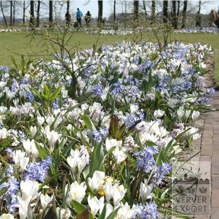 Chionodoxa sardensis (16033) – Bild 3
