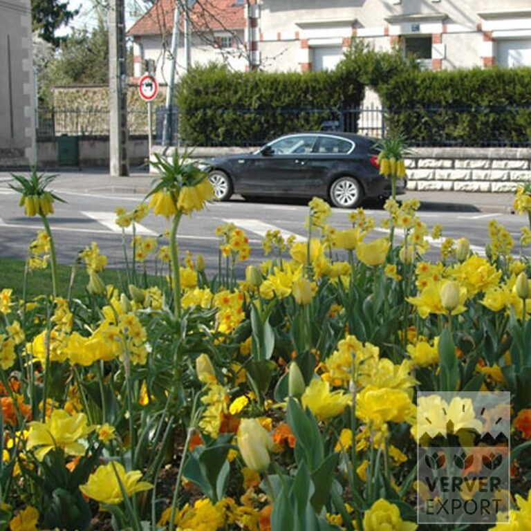 Mischungen Verver 'Ville de Toulon' © (11156) – Bild 5