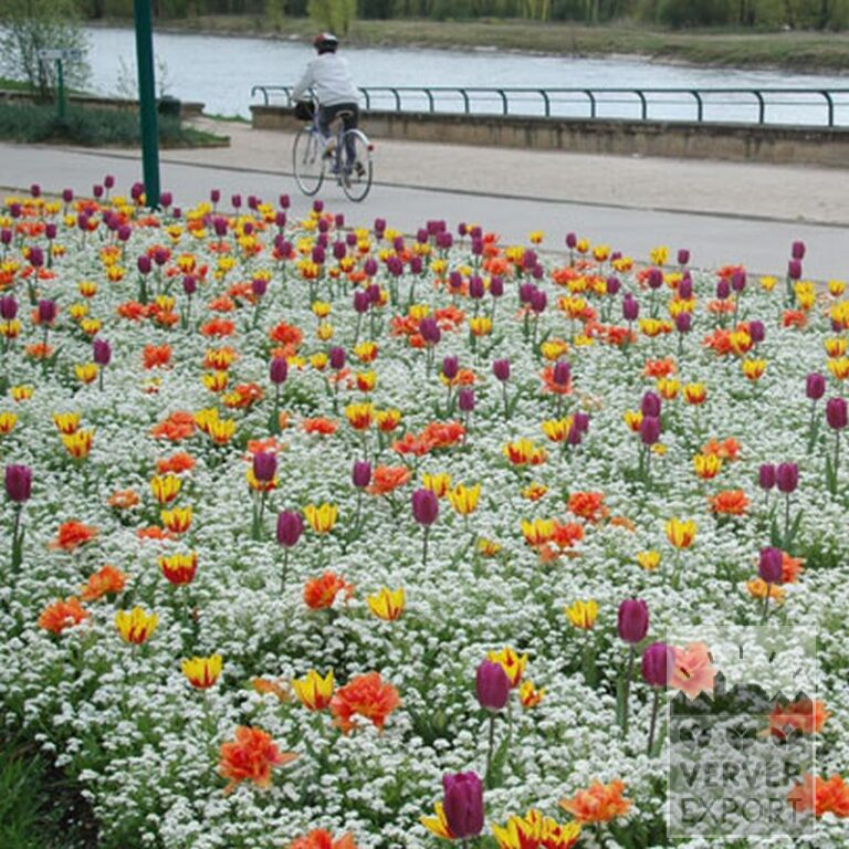 Tulpen 'Helmar' (12211) – Bild 3