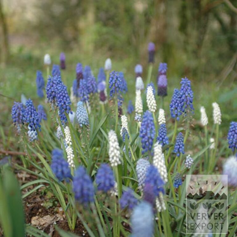 Muscari armeniacum (16079) – Bild 6