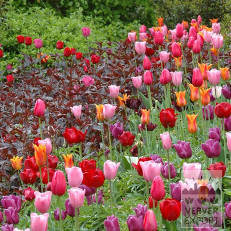 Tulpen 'Passionale' (12109) – Bild 2