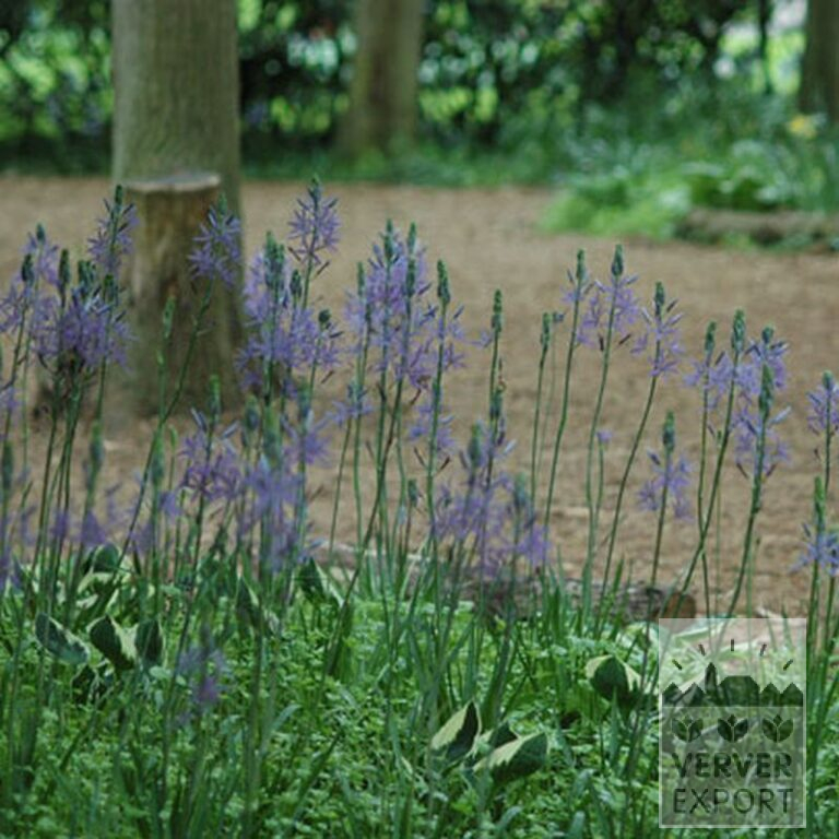 Camassia leichtlinii 'Caerulea' (16028) – Bild 3