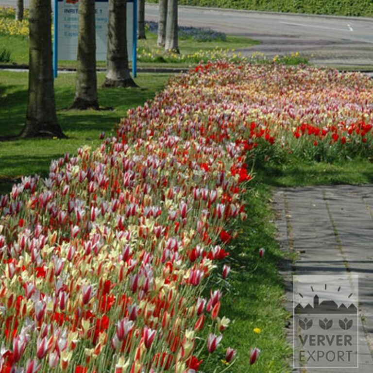 Tulpen clusiana 'Lady Jane' (12301) – Bild 2