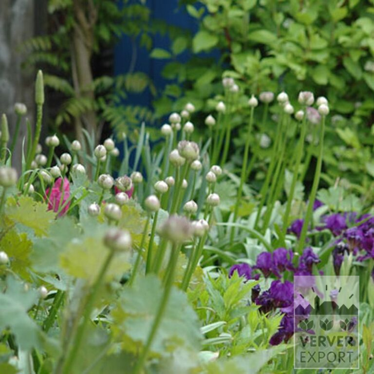Allium (Zierlauch) aflatunense (16001) – Bild 2