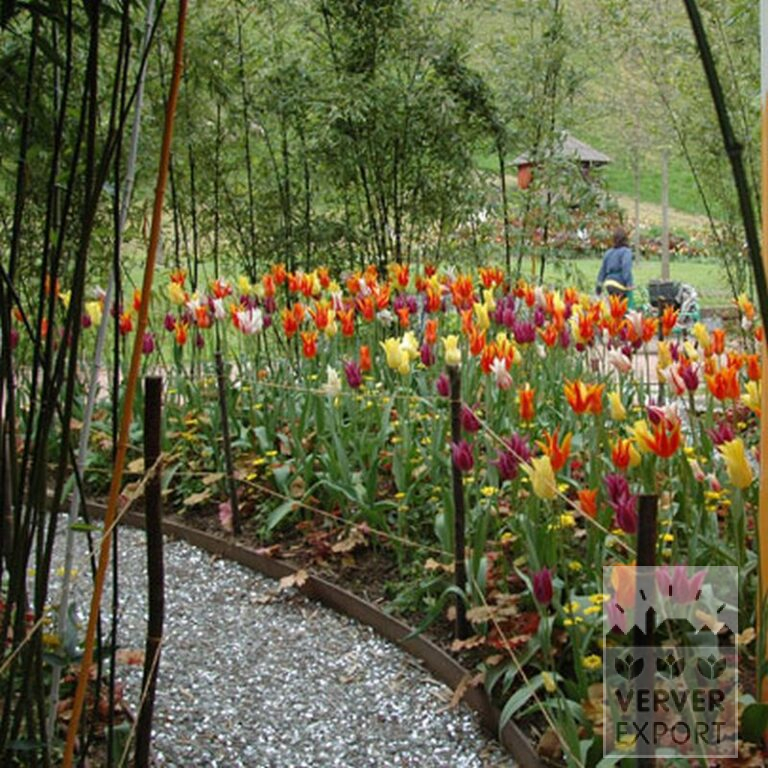 Tulpen 'Fly Away' (12188) – Bild 4