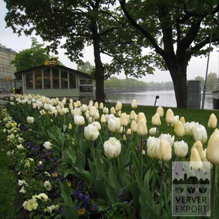 Tulpen 'Havran' (12139) – Bild 7
