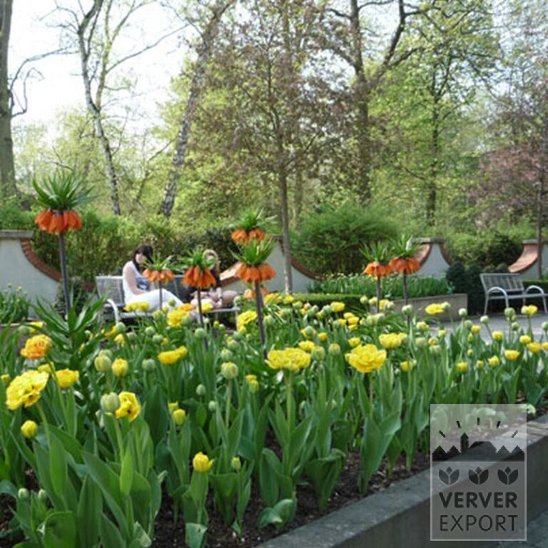 Fritillaria imperialis 'Rubra' (16052) – Bild 5