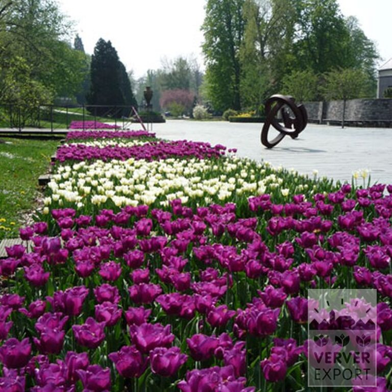 Tulpen 'Passionale' (12109) – Bild 3