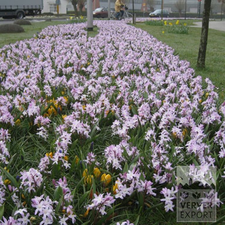 Chionodoxa forbesii 'Pink Giant' (16032) – Bild 2