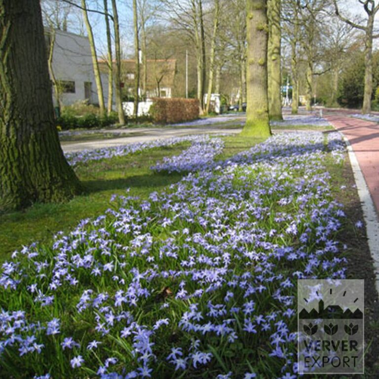 Chionodoxa sardensis (16033) – Bild 4