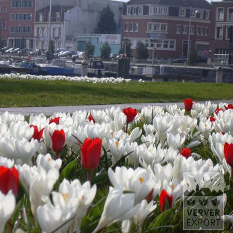 Mischungen Verver 'Ameland' © (11006) – Bild 3