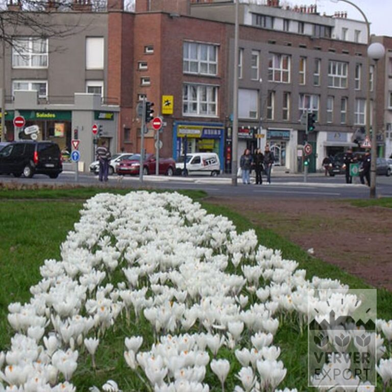 Krokusse 'Jeanne d'Arc' (14002) – Bild 7