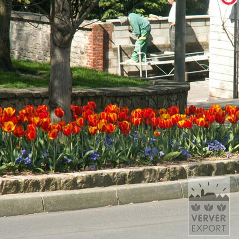 Mischungen Verver 'Royal' © (11048) – Bild 2