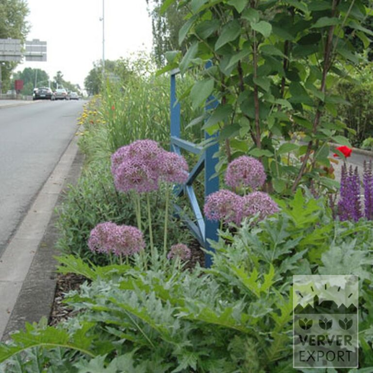 Allium (Zierlauch) cristophii (16003) – Bild 2