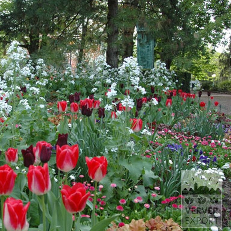 Tulpen 'Garden Party' (12132) – Bild 2
